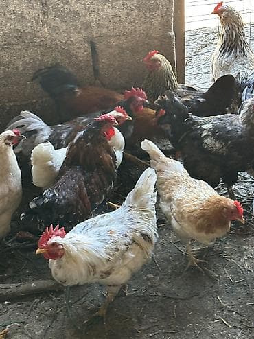утка цыпленок: Домашние Куры и петухи Молодые Начали нестись в наличии 45голов Все — 9