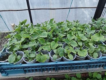 воды: Рассада огурца в стаканчиках - Сеянцы огурца, выращенные в теплице в — 2
