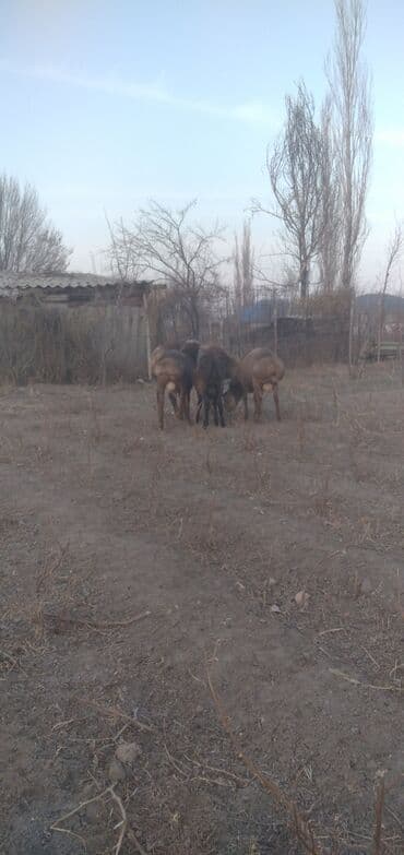 купить собаку шпица недорого: Продаю | Баран (самец) | Для разведения — 6