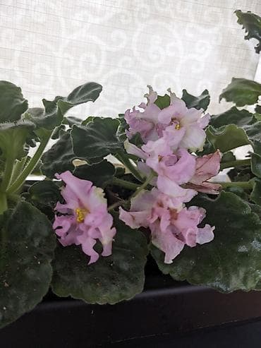 Лимоны: Фиалки сортовые. бутоны шириной 5см. цветет во все сезоны. цена от 300 — 3