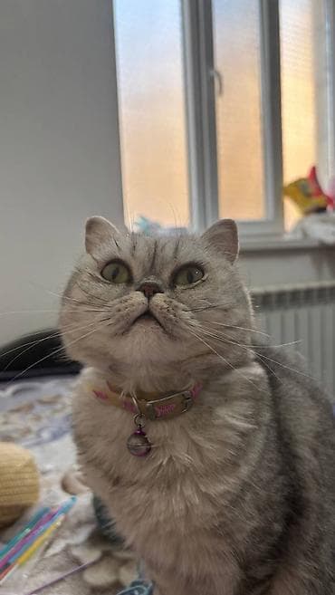 Башка жаныбарлар: Мышык бекер берилет: Британ кыска жүндүү, 2 жаш, Ургаачы, Бычылган, Лотокко барууга үйрөтүлгөн — 2