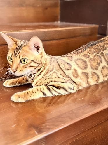 Үй жаныбарлары үчүн товарлар: Бенгал, 1 айлык, Эркек — 9