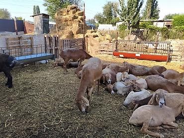 Продам с/х животных: Продаю | Овца (самка) | Арашан | Для разведения | Матка — 2