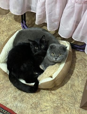 отдать кошку в приют бесплатно: Кошка даром: Скотиш Фолд (Шотландская вислоухая), 1 год, Мальчик, Приучена к лотку, Проглистована, С документами — 1