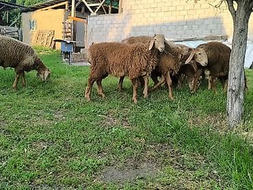 хомяк цена бишкек: Продаю | Баран (самец) | Арашан — 4