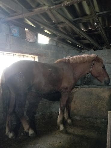 кукуруза варка: Продаю | Конь (самец) | Рабочий | Мерин — 2