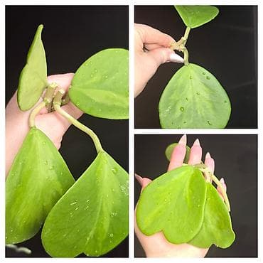 филодендроны: В продаже орхидеи 1500сом,детки орхидеи 350-400-500 сом, хоий — 10