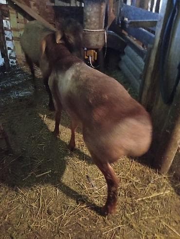 африканские сом: Продаю | Овца (самка) | Для разведения | Матка — 3