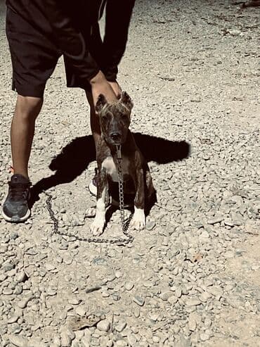 звонок собака фото: Питбуль, 4 месяца, Самец, С прививкой — 1