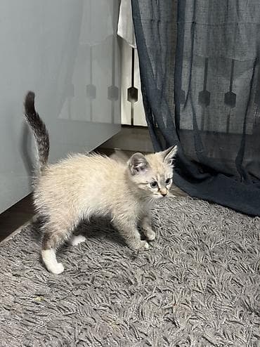 скоттиш страйт шиншилла: Скотиш Страйт (Шотландская прямоухая), 2 месяца, Девочка, Приучена к лотку — 3