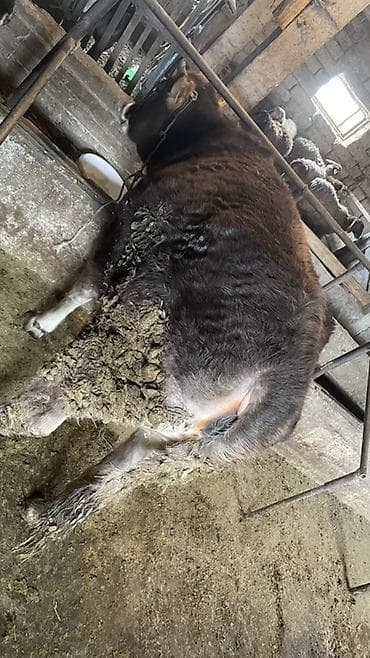 сосиска собака: Продаю | Тёлка | На откорм | Нетель — 3