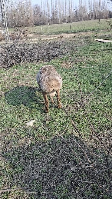 байтал бее: Продаю | Баран (самец) | Эдильбаевская | Для разведения — 1