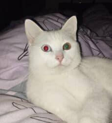 отдам даром вислоухого котенка: Ангорская, 6 месяцев, Мальчик, Белый, Приучена к лотку, Проглистована — 8