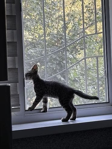 d cat: Кошка даром: Беспородная, 3 месяца, Мальчик, Проглистована — 2