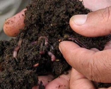 удобрение нового поколения: Удобрение Гумус, Бесплатная доставка — 2