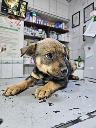 отдам даром собаку в хорошие руки: Собака даром: Дворняжка, 2 месяца, Самец, С прививкой — 3