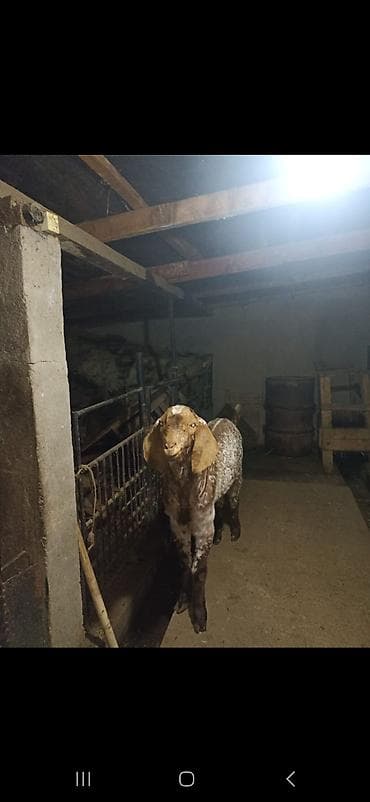 коозу кой: Продаю | Козёл (самец) | Битал | Для разведения | Осеменитель — 4