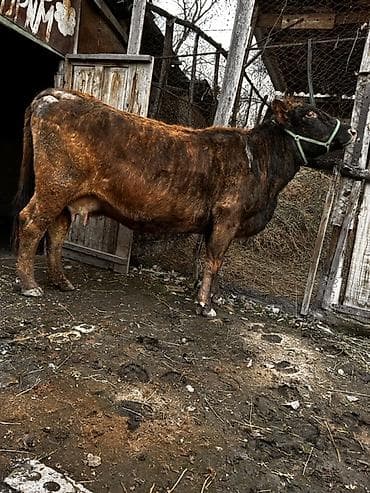 алатауский: Продаю | Корова (самка) | Алатауская, Швицкая | Для молока | Стельные — 3