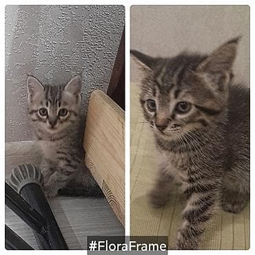 котик 1 месяц: Отдам в добрые хорошие руки — 1