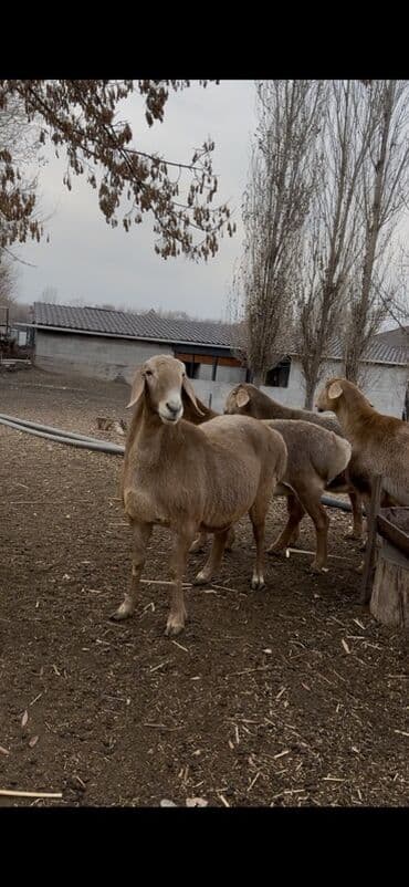Продаю | Овца (самка), Ягненок | Арашан | Для разведения | Котные, Матка, Ярка at lalafo.kg Продаю | Овца (самка), Ягненок | Арашан | Для разведения | Котные, Матка, Ярка