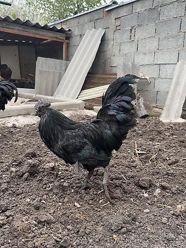 продам куры несушки: Продаю | Петух | Для разведения — 5