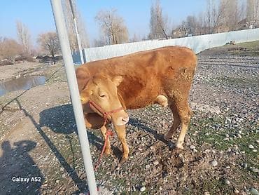 А/ч жаныбарларын сатам: Сатам | Уй (ургаачы) | Симментал | Сүт алуу үчүн | Байланган — 2