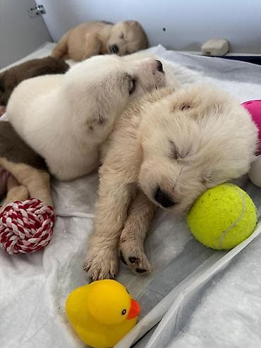 Вязка собак: Алабай, 1 месяц, Самец — 4