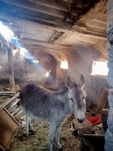 лошадь белый: Осёл серый, небольшого роста, с густой шерстью. Спокойный характер — 2