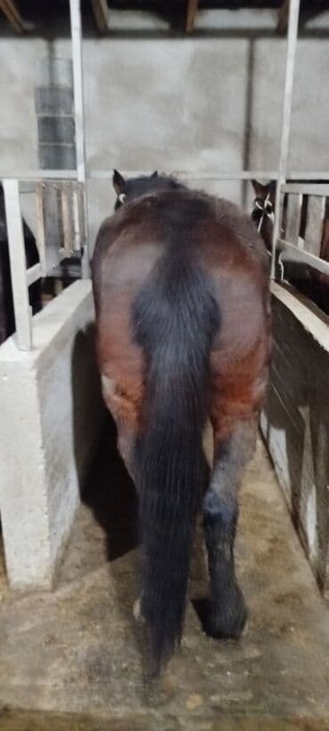 продажа собак чихуахуа: Продаю | Кобыла (самка) | На забой, Для разведения, Рабочий — 4