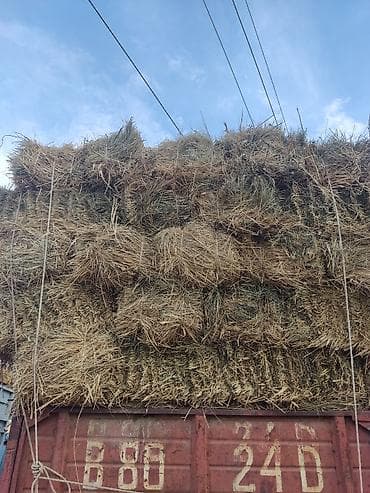 перья: Сено в тюках трава с камышом цена 160 тюки плотные мощным - Кормовые — 1