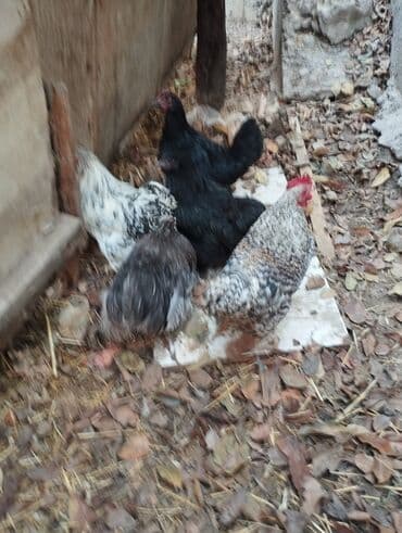 в связи с переездом отдам попугая жако в добрые руки: Продаю | Куры | Кохинхин | Для разведения — 3