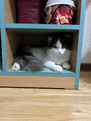 Собаки: Скотиш Фолд (Шотландская вислоухая), 7 месяцев, Мальчик, Биколор — 4