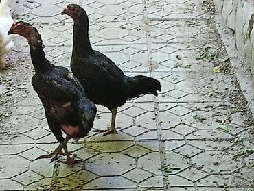 продам курей: Продаю | Куры | Бойцовая | Для разведения — 3