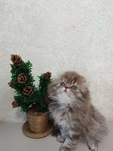 продам котят шотландских: Продается Шотландская девочка хайленд фолд с отличной родословной — 4