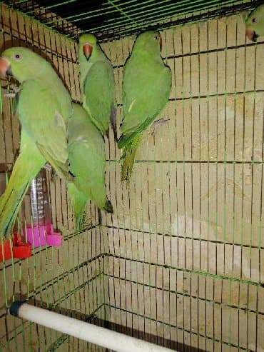 домик для волнистых попугаев: Попугаи разных видов Волнистые Каркллы Неразлучники Ожиреловые — 3