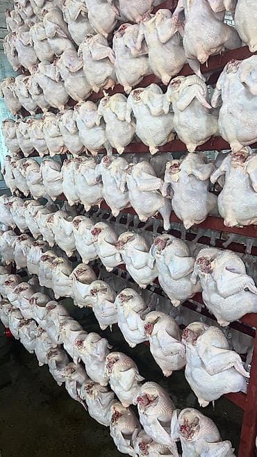 Продаю куры охлажденные халал 220 сом at lalafo.kg Продаю куры охлажденные халал 220 сом