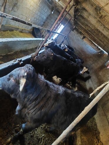 дойных коров: Продаю | Музоо, торпок | На откорм | Привязанные — 3