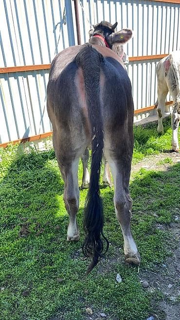 матки пчел: Продаю | Тёлка | На откорм | Отела не было — 4