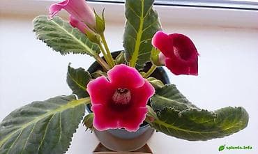 Глоксиния (Sinningia speciosa) — молодое растение в горшке. Сорт с