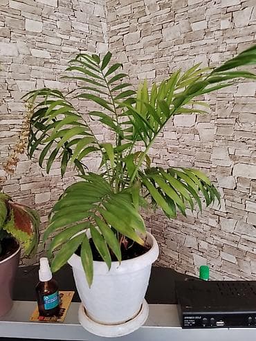 комнатная пальма: Комнатная пальма в горшке - Вид: декоративная пальма (перьевые — 1