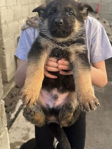 Иттер сатылат: Щенки немецкой овчарки - Порода: немецкая овчарка (рабочий тип) - — 3