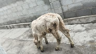 голштин парода: Продаю | Тёлка | На откорм | Искусственник — 4