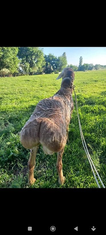 продаю крысу: Продаю | Баран (самец) | Для разведения — 3