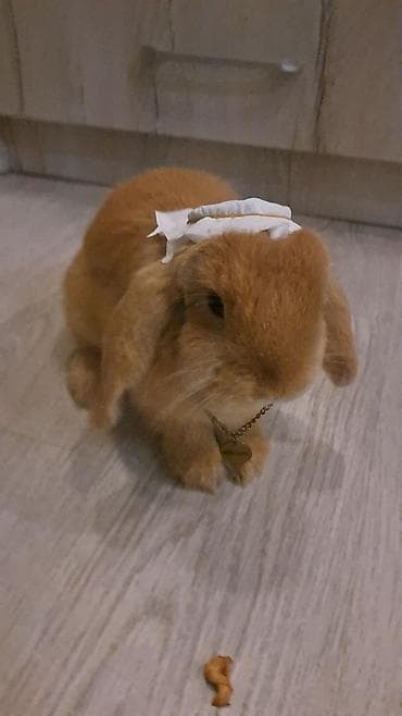декоративные куры цена: Продаю кролика, пол- мальчик порода Мини Лоп зовут Верталётик — 1