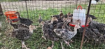 голуби птицы животный: Продаю | Индюшата | На забой — 3