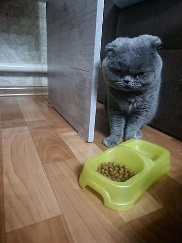 мышык сатам: Мышык бекер берилет: Скотиш Фолд (Шотландиялык шалпаң кулак), 2 жаш, Эркек — 4