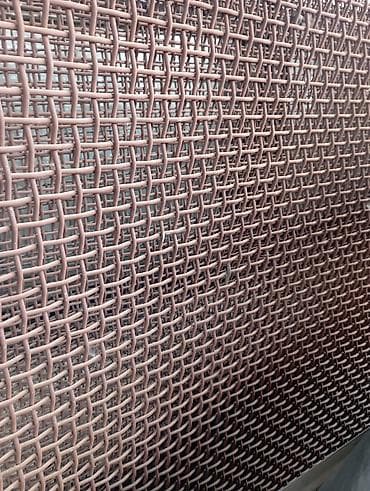 Комнатные растения: Сетка рябица — 1