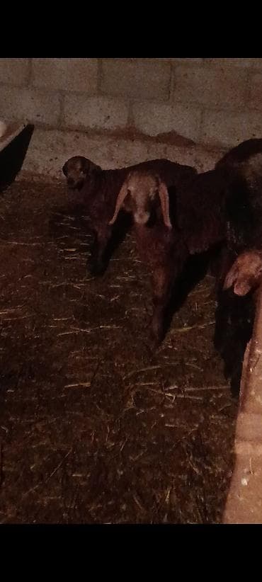 Продам с/х животных: Продаю | Овца (самка) | Для разведения — 3