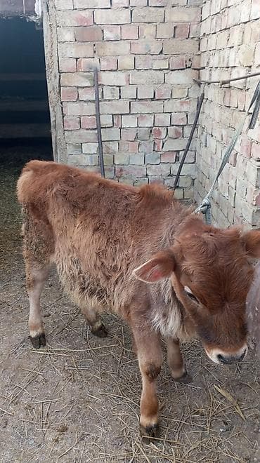 Үй жаныбарлары үчүн товарлар: Сатам | Музоо | Көбөйтүү үчүн | Байланган — 5