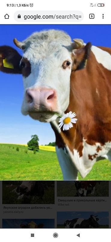 работу каракол: Малчы керек семейный — 1